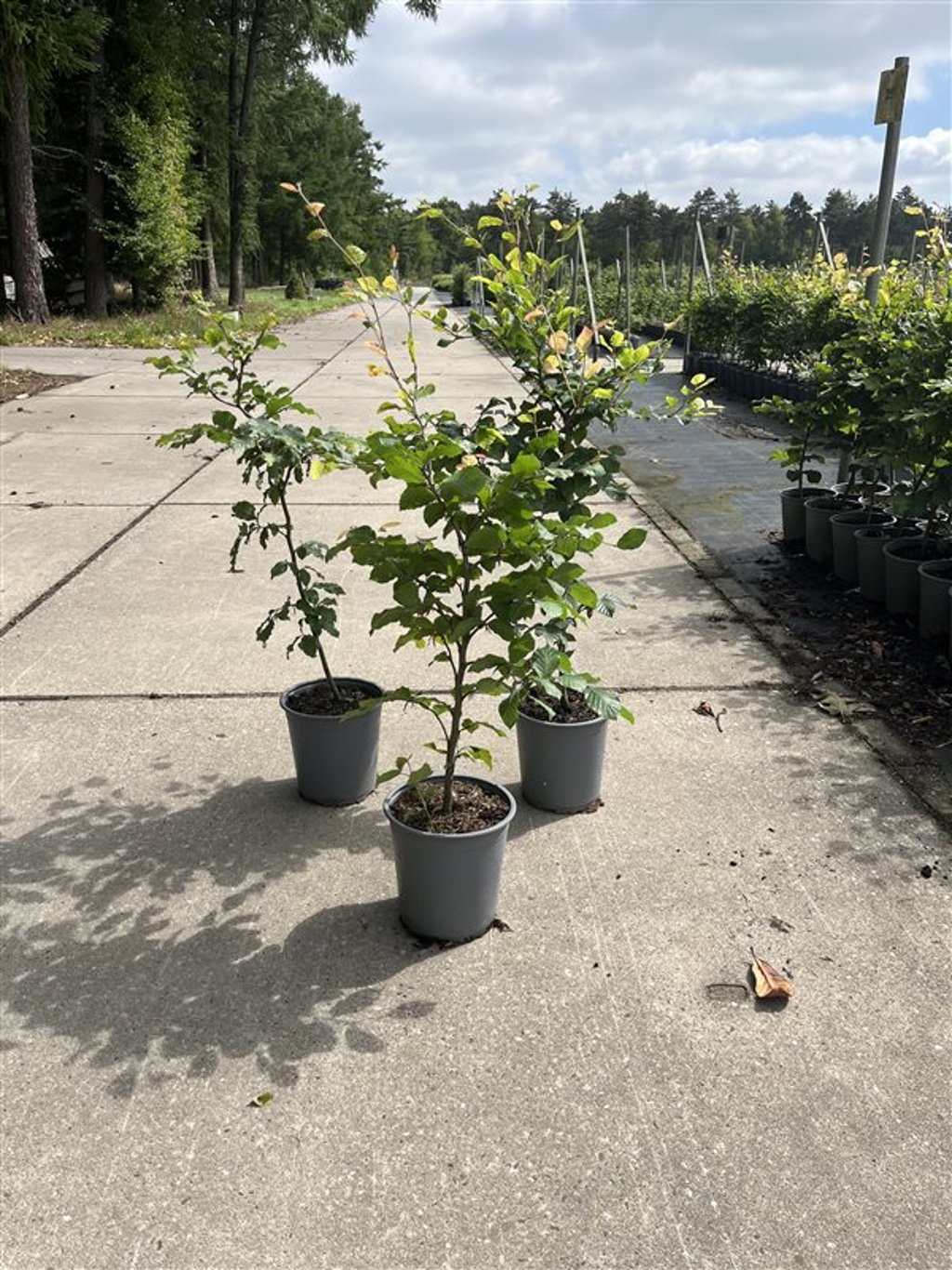 Fagus sylvatica - C3.5 60-80 CM